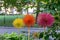 Close up view at three beautiful Echinops flowers of yellow, red and orange colors in  Madison Square Park.