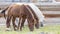 A close-up view of three grazing horses in the field