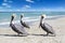 Close-up view of three pelicans on a ocean beach in Cuba, beautiful water and sky. Blurred background, bokeh, free space