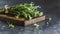 Close up view of thyme bunch. Herb thyme on table