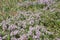 Close up view of thyme, thymus  - aromatic, perennial, evergreen herb with culinary, medicinal, and ornamental uses. Natural