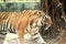 Close up view of a tiger tigress