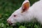 Close-up view to Australian red-necked albino wallaby eating green grass