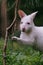 Close-up view to australian red-necked albino wallaby eating pine tree needles in park