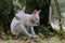 Close-up view to australian red-necked albino wallaby eating under the tree in park