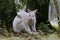 Close-up view to australian red-necked albino wallaby sitting under the tree in park