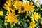 Close-up view to beautiful selected big yellow daisy flowers.
