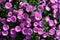 Close-up view to beautiful selected violet daisy flowers.