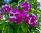 Close-up view to bicolor flower of blooming terry petunia on nat