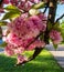 Close-up view to blossoming sakura tree flowers