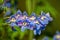 Close-up view to blue flowers of blooming Delphinium on natural foliage background.