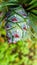 Close-up view to cone of cedar pine tree with dew drops at Kunashir, Sakhalin, Russia