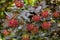 Close-up view to dark red leaves and fruit round cluster of the common ninebark Physocarpus opulifolius.