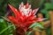 Close-up view to exotic tropical red and white flower of Guzmania