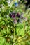 Close-up view to flowering Great Burdock