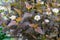 Close-up view to ninebark flowers Physocarpus opulifolius . Selective focus, shallow depth of field