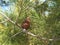 Close up view to pinecone on green tree