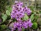 Close-up view to pink bergenia flower with green spoon-shaped le