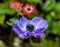 Close-up view to purple flower of blossom Anemone against blurred foliage background.