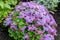 Close-up view to purple flowers of blossom Ageratum houstonianum, commonly known as flossflower, bluemink, blueweed, pussy foot