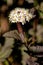 Close-up view to white flower round cluster and dark red leaves of the common ninebark Physocarpus opulifolius.