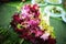 Close-up view, top view, dark red scattering flowers for cooking