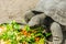 Close Up View of a Tortoise Having Lunch. Turtle Eating Salad with Lettuce and Carrot