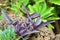 Close-up view of a Tradescantia pallida plant growing in a wild botanical area