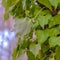 Close up view of a tree with lush vines growing around its brown trunk