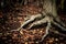 Close-up view of tree roots and foliage at The Clent Hills on an autumn day