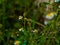 Close up view of tridax procumbens or tridax daisy is a type of weed.