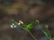 Close up view of tridax procumbens or tridax daisy is a type of weed.