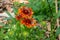 Close up view of a trio of beautiful gaillardia flowers in bloom