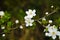 Close-up view on a twig with flowers and leaves of flowering tree in the garden