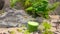 Close up view of two ancistrus aquarium fishes fighting for cucumber. Beautiful nature backgrounds.