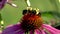 Close-up view of two bees on an Echinacea Purpurea flower