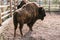 close up view of two bisons grazing in corral