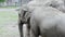 Close up view of two cute elephants in zoo aviary.