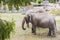 Close up view of two cute elephants in zoo aviary. Wild animals concept