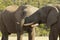 Close up view of two elephants wrestling