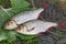 Close up view of two freshwater common rudd fish on big green le