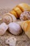 A close-up view of two horse cones oysters. Horse cones are members  of a large group of shells.