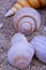 A close-up view of two horse cones oysters. Horse cones are members  of a large group of shells.