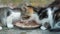 Close up view on two little kittens eating cats food from a saucer. Domestic animals at private courtyard. Family pets