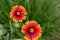 Close up view of two red and yellow blanket flowers gaillardia