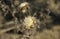 Close up view of two thistle seed heads.