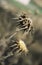 Close up view of two thistle seed heads.