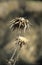 Close up view of two thistle seed heads.