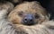 Close-up view of a Two-toed sloth