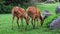 Close up view on Two west african sitatunga are grazing on a green meadow in the zoo. Sitatunga outdoors. 4K resolution